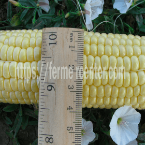 АГХ 11-195 F1 (AGX 11-195 F1) - кукуруза сахарная, 5 000 семян, Agri Saaten  (Агри Заатен) Германия  фото №1, цена